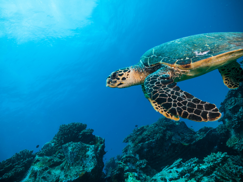 Seychelles