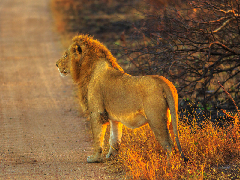 Pilanesberg and Victoria Falls