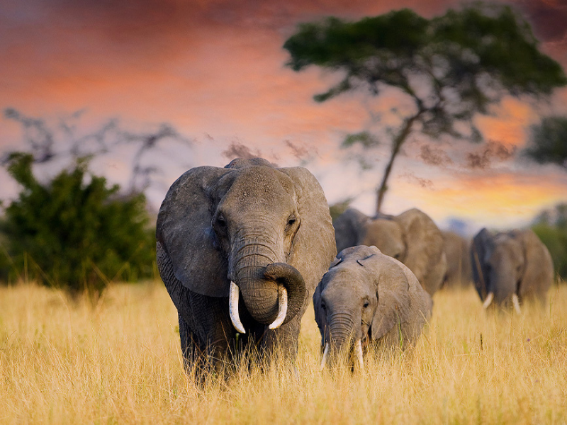 Sabi Sand and Victoria Falls