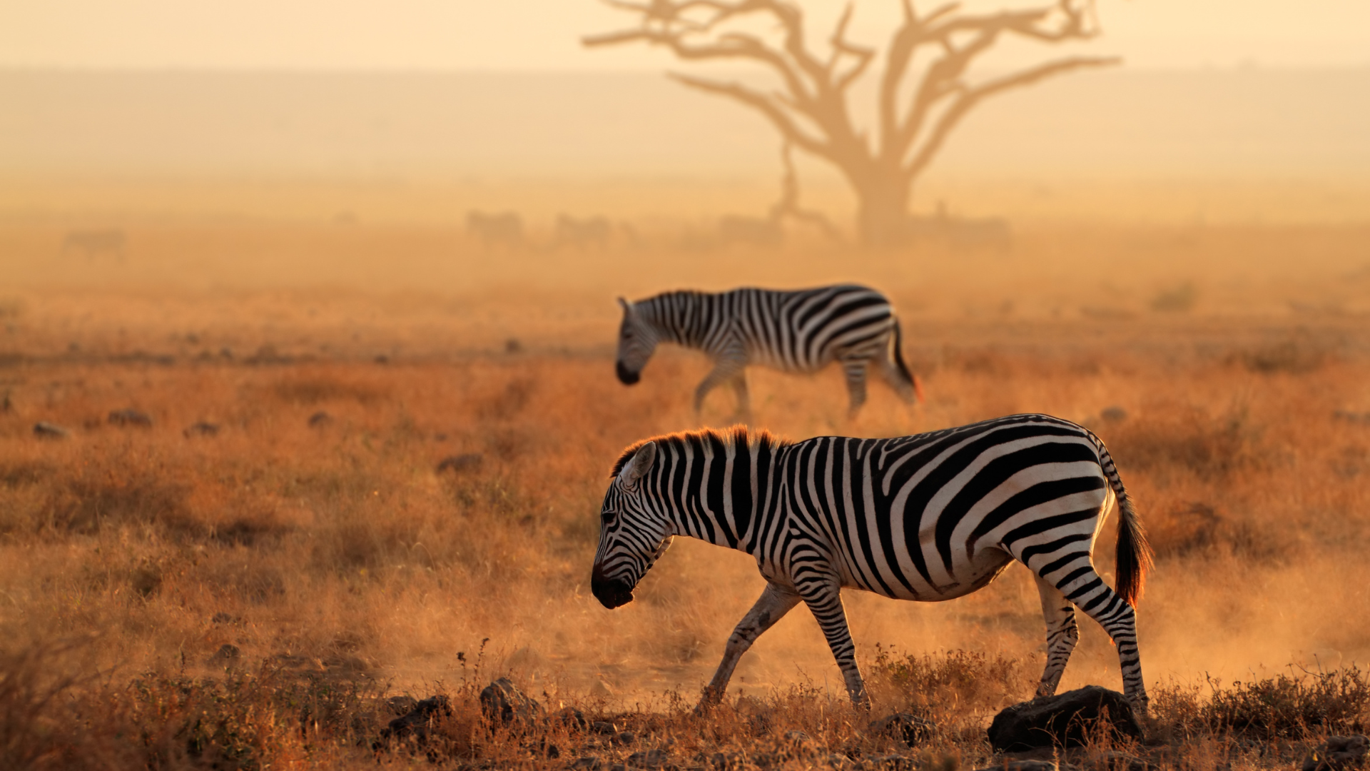 African wildlife