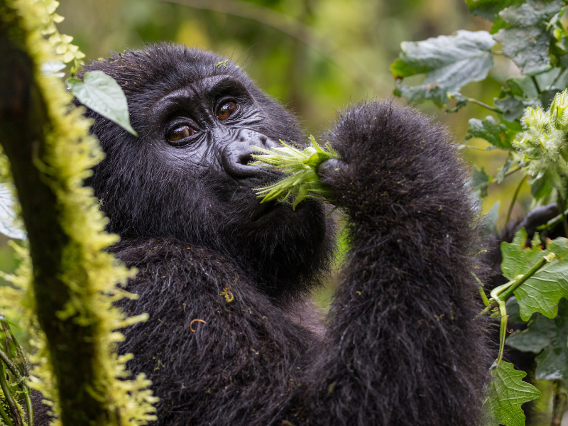 Uganda