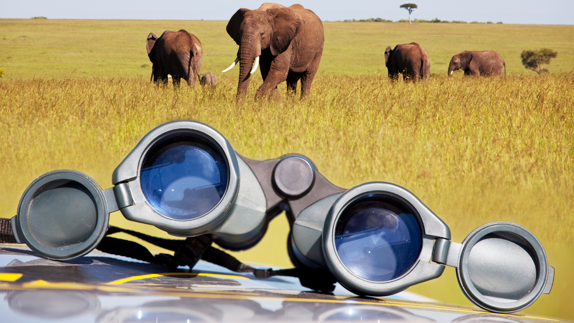 Africa safari