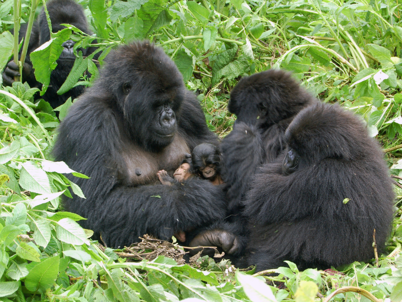 Rwanda