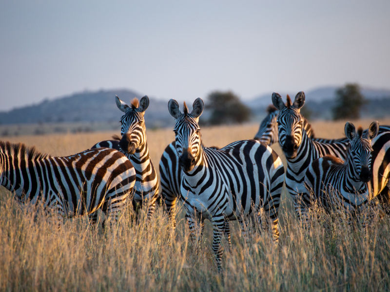 Serengeti and Zanzibar
