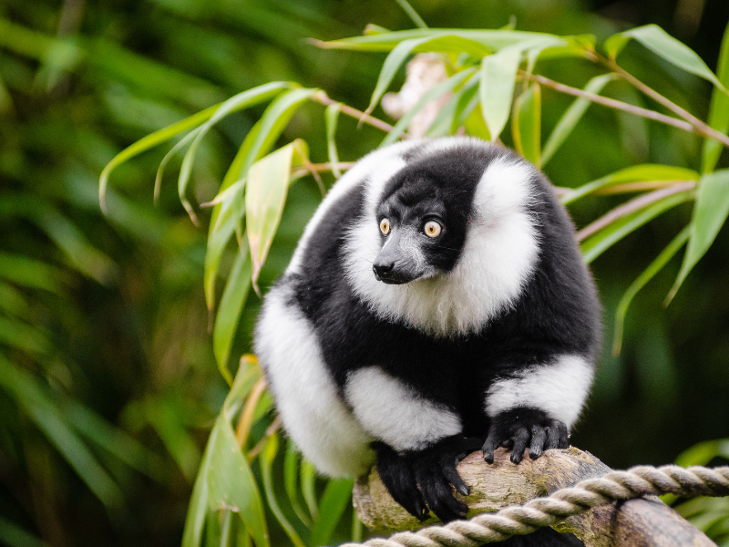 Madagascar